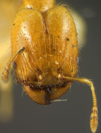 Media type: image;   Entomology 34382 Aspect: head frontal view